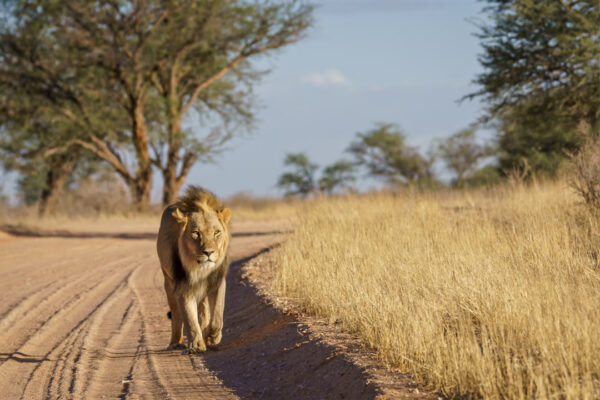 14 Day – Extraordinary Wildlife Safari: Kenya & Tanzania