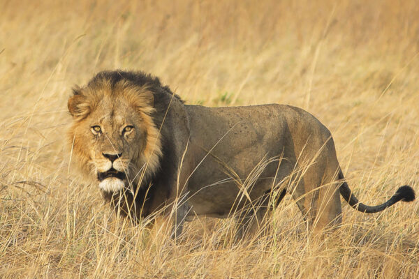4 Days – Tarangire, Serengeti, Lake Manyara National Parks & Ngorongoro Crater