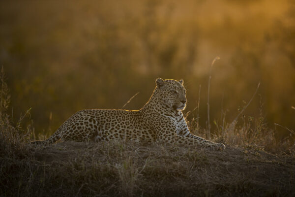 10 Day – Luxury Northern Circuit Safari: The Ultimate Wildlife & Great Migration Experience