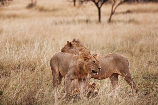 3 Day – Fly-In Safari: Zanzibar – Central Serengeti – Ngorongoro Crater – Zanzibar