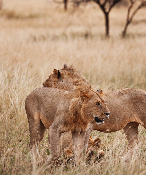 3 Day – Fly-In Safari: Zanzibar – Central Serengeti – Ngorongoro Crater – Zanzibar