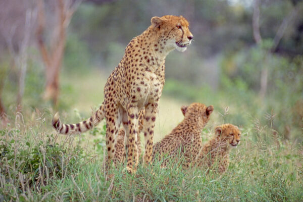 5-Day Northern Tanzania Safari: Tarangire, Serengeti, Ngorongoro Crater & Lake Manyara
