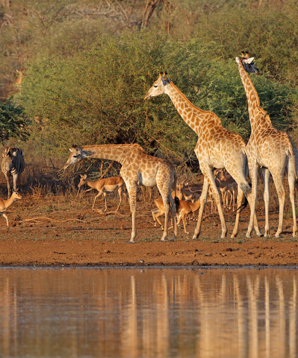 2 Day – Short Tanzania Safari: Tarangire Elephants & Ngorongoro Big Five Experience