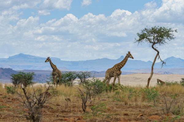 2 Days – Classic Northern Tanzania Safari