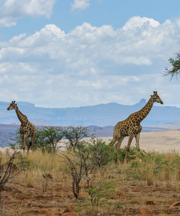 2 Days – Classic Northern Tanzania Safari