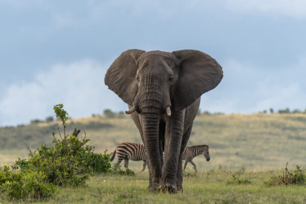Day Trip: Tarangire National Park Safari (Pick-up & Drop-off in Arusha)