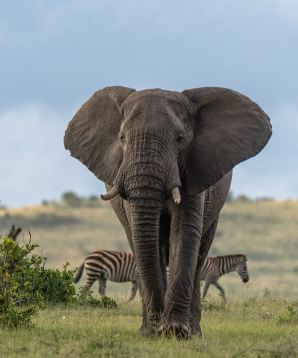 Day Trip: Tarangire National Park Safari (Pick-up & Drop-off in Arusha)