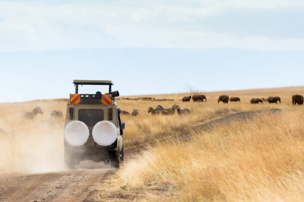 5 Day – Comfort Wildlife Safari: Ndutu Calving Season Experience