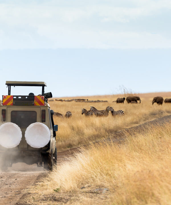 5 Day – Comfort Wildlife Safari: Ndutu Calving Season Experience