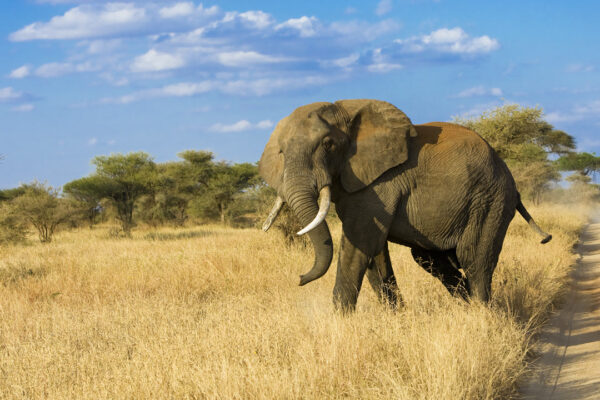 3 Days Classic Northern Tanzania Safari