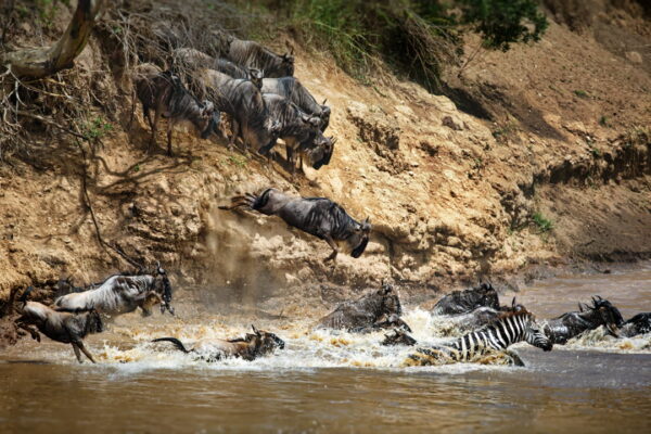 7-Day Great Migration & Northern Tanzania Safari: Tarangire, Serengeti, Ngorongoro & Lake Manyara