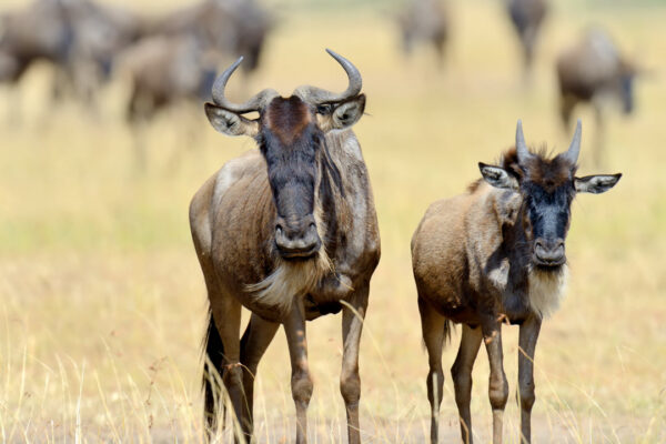 9 Day Best Great Migration Safari – Calving Season at Ndutu (Tanzania)
