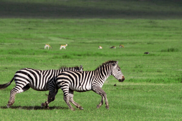 6-Day – Tanzania Wildlife & Cultural Safari: Tarangire, Serengeti, Ngorongoro Crater & Lake Eyasi