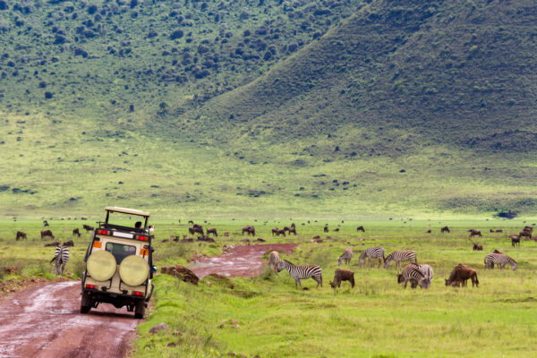 Day Trip: Ngorongoro Crater Safari (Pick-up & Drop-off in Arusha)