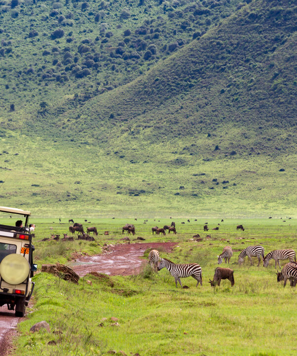 Day Trip: Ngorongoro Crater Safari (Pick-up & Drop-off in Arusha)